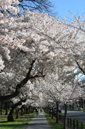 Ｐ７３-０８６Ｆ