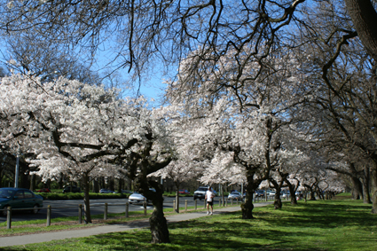 Ｐ７３-０９８Ｆ