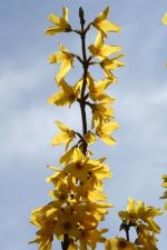 Ｐ７４-０５５Ｆ