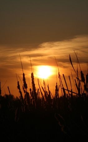 Ｐ７４-０９８Ｆ