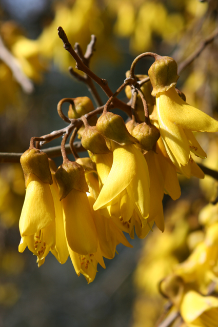 Ｐ７４-００４Ｆ