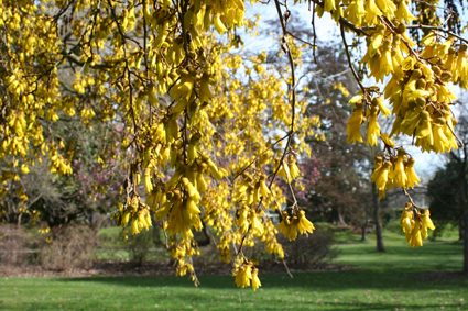 Ｐ７４-００５Ｆ