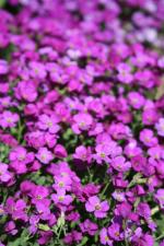 Ｐ７５-０３２Ｆ