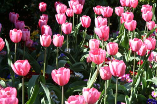 Ｐ７５-０３８Ｆ