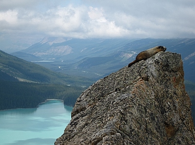 岩に佇むマーモットとペイト湖