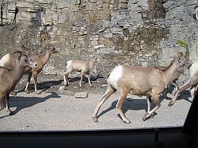ビッグホーンシープの親子