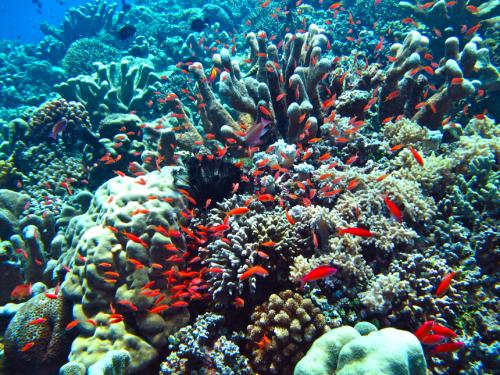 ブナケン島マンダリンポイント