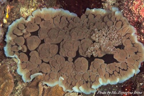 デンドロドリス・カルブンクロサ