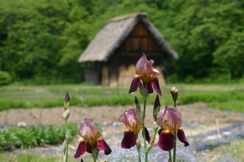 山シーズン〜白川郷〜 4