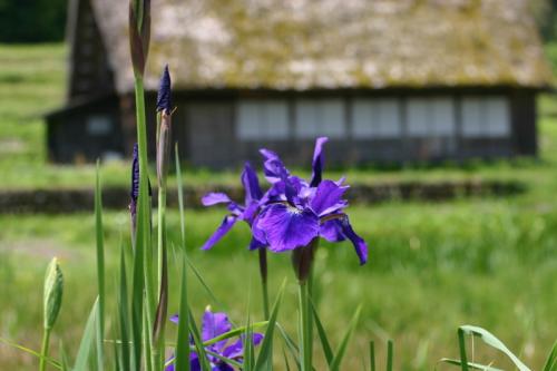 山シーズン〜白川郷〜 5