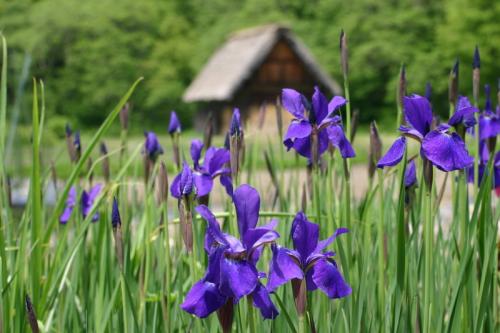 新緑から初夏へと季節は移り本格的な夏 6