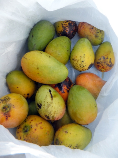 サイパン ダイビング