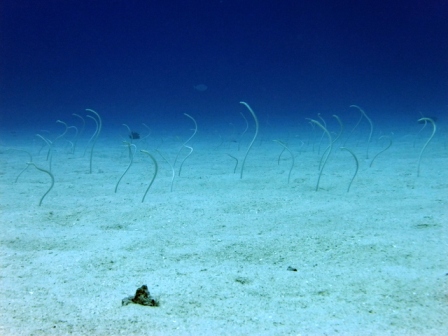 サイパンダイビングショップ