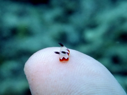 サイパンダイビングショップ