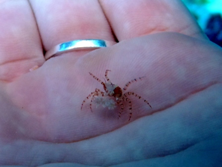 サイパン ダイビングライセンス