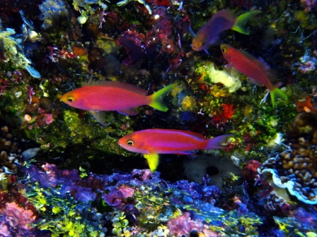 サイパン ダイビング