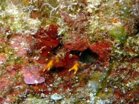 サイパン ダイビング