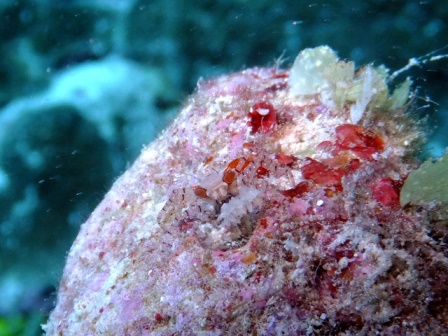 サイパン ダイビング