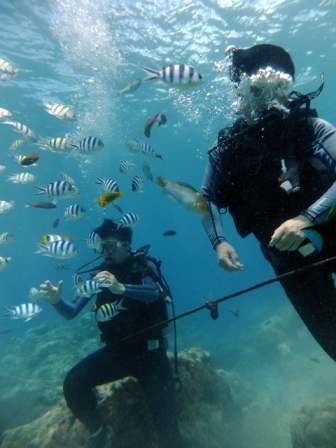 サイパン ダイビング