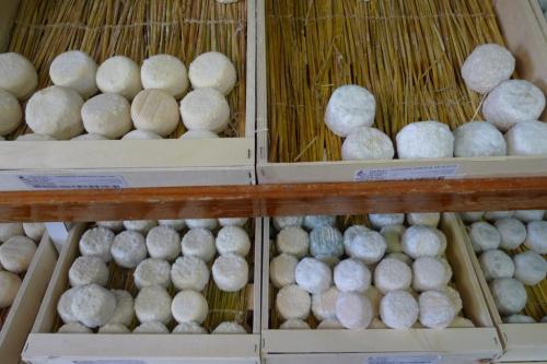 シャビニョール