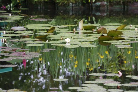 睡蓮