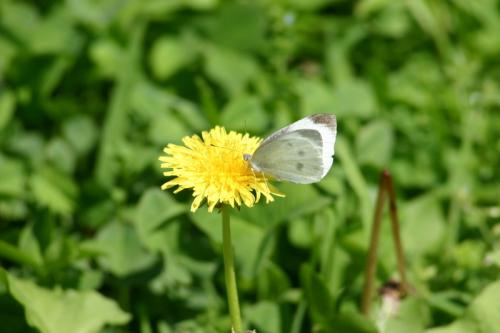 2015年 白川郷冬のライトアップ ４