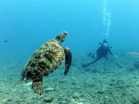 サイパン ダイビング