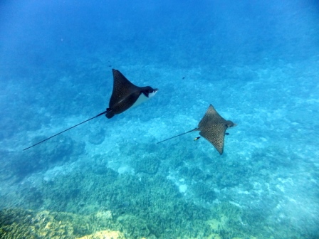 サイパン ダイビング