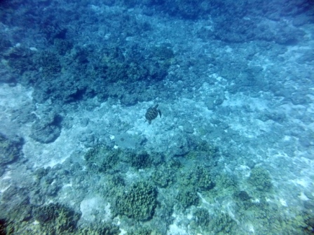 サイパン ダイビング