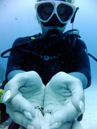 サイパン ダイビング