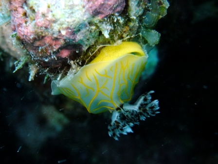 サイパン ダイビング