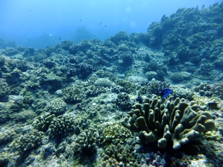 サイパン ダイビング