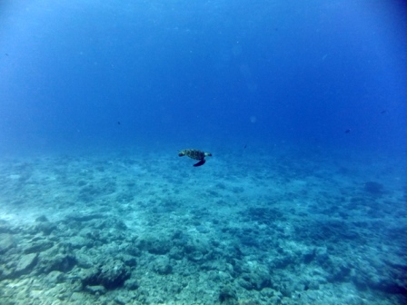 サイパン ダイビング