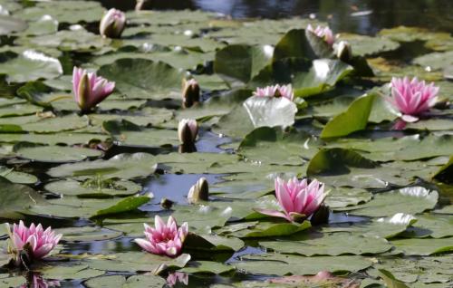 睡蓮１