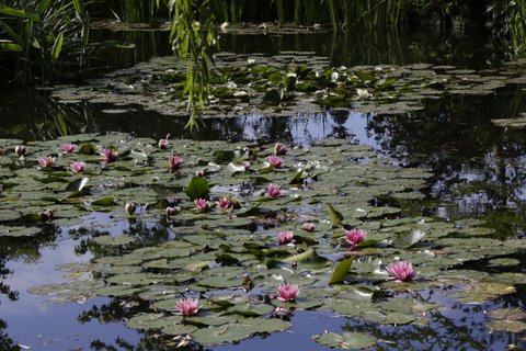 睡蓮全景