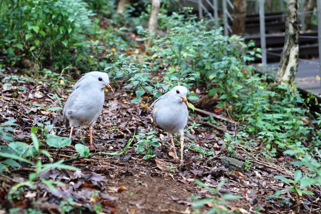 ニューカレドニア ヌメア 国鳥 カグー に会いにヌメアの森林公園に行ってきました トラベルコちゃんさんの旅行ブログ トラベルコ