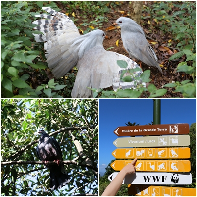 ニューカレドニア ヌメア 国鳥 カグー に会いにヌメアの森林公園に行ってきました トラベルコちゃんさんの旅行ブログ トラベルコ