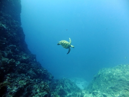 サイパン ダイビング