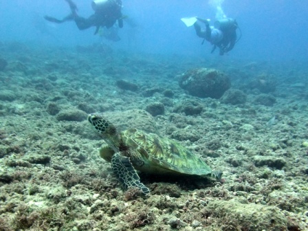 サイパン ダイビング