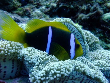 サイパン ダイビング