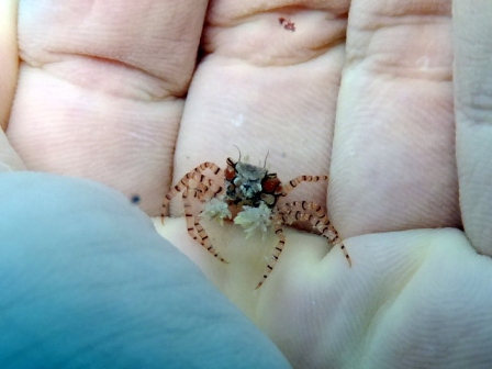 サイパン ダイビング