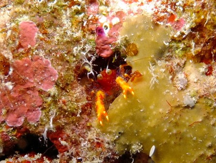 サイパン ダイビング