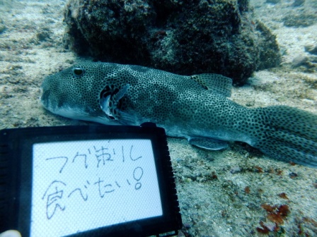 サイパン ダイビング