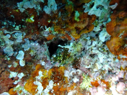 サイパン ダイビング