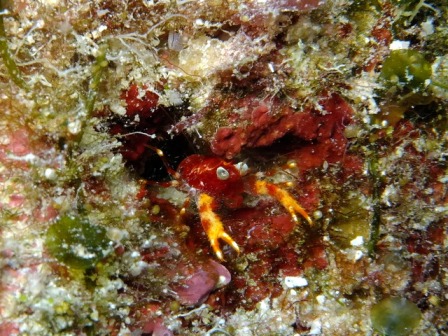 サイパン ダイビング