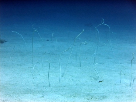 サイパン ダイビング