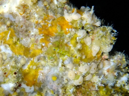 サイパン ダイビング