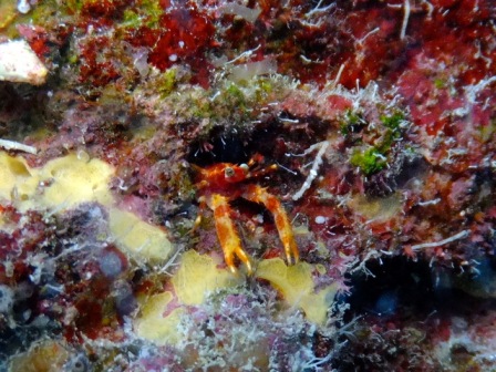 サイパン ダイビング