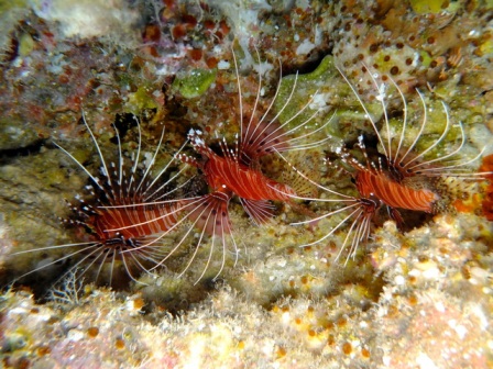 サイパン ダイビング