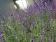 0704ラベンダー